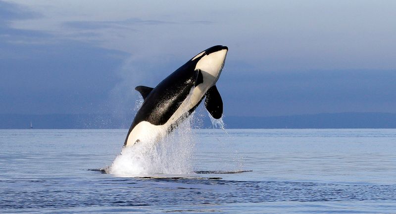 Declining Prey Populations: How It's Affecting Top Predators