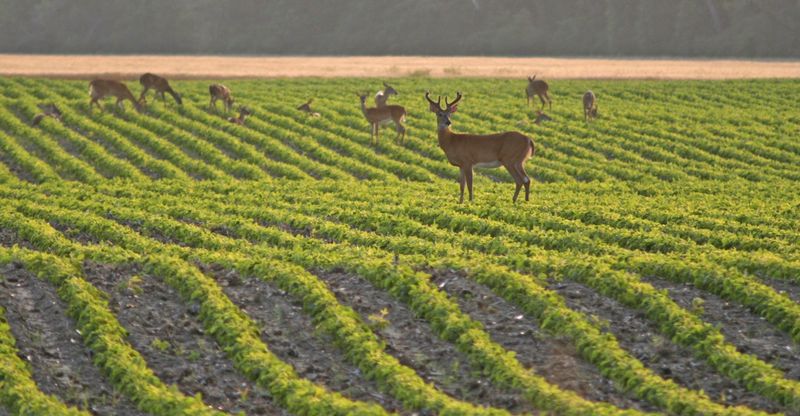Corn And Grain Crops