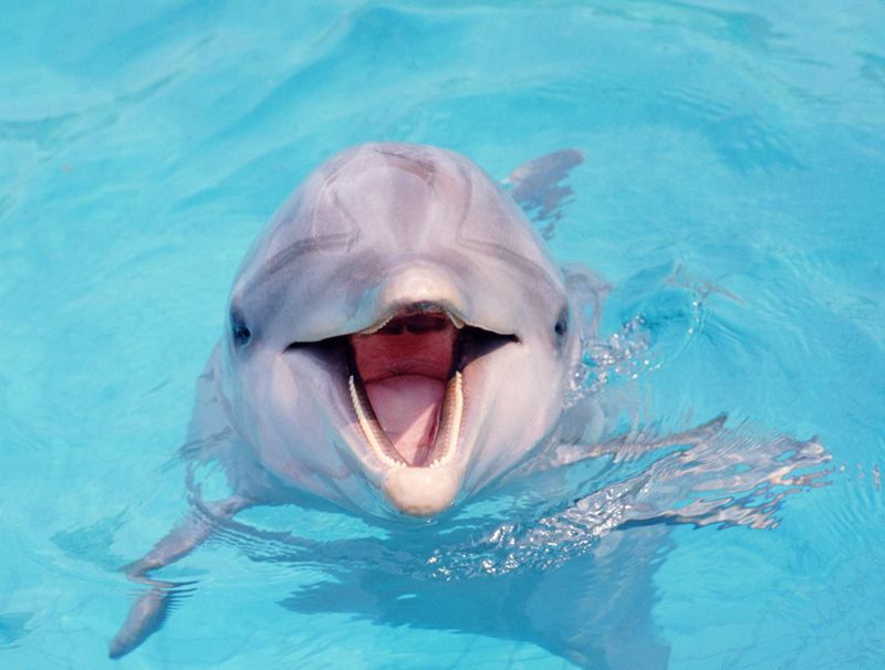 The Role of Dolphins' Whistles In Communication