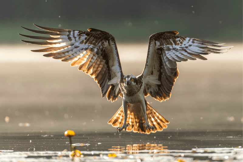 Striking Osprey