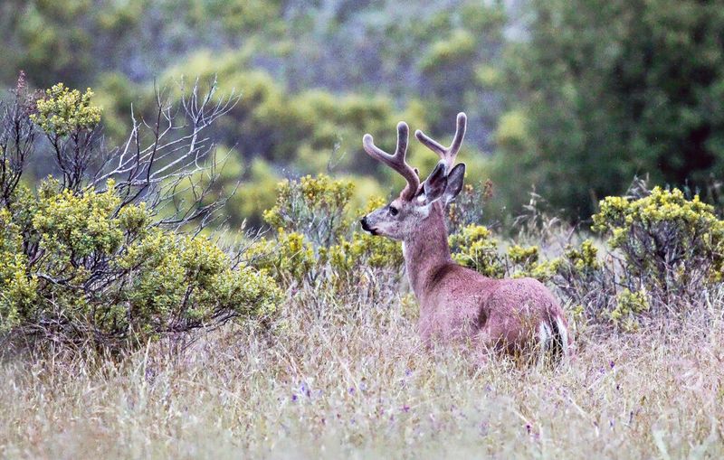 Behavior During Mating Season