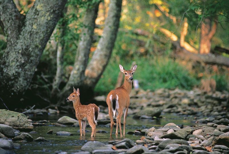 Impact On Local Ecosystems