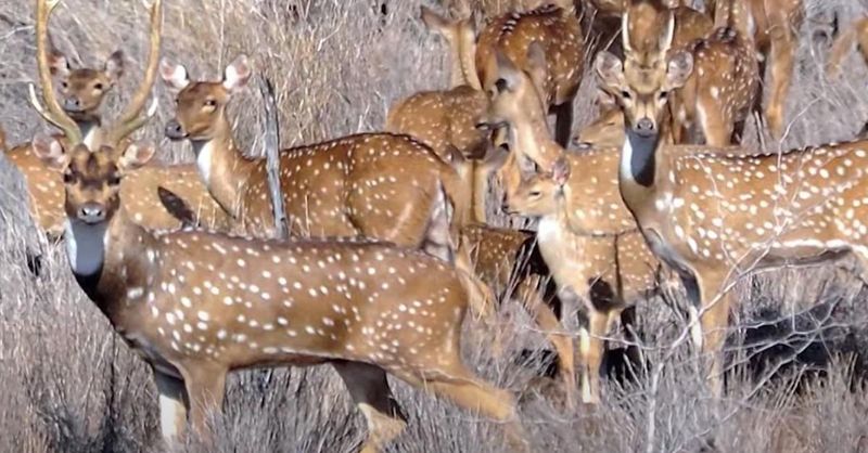 Lack Of Natural Predators