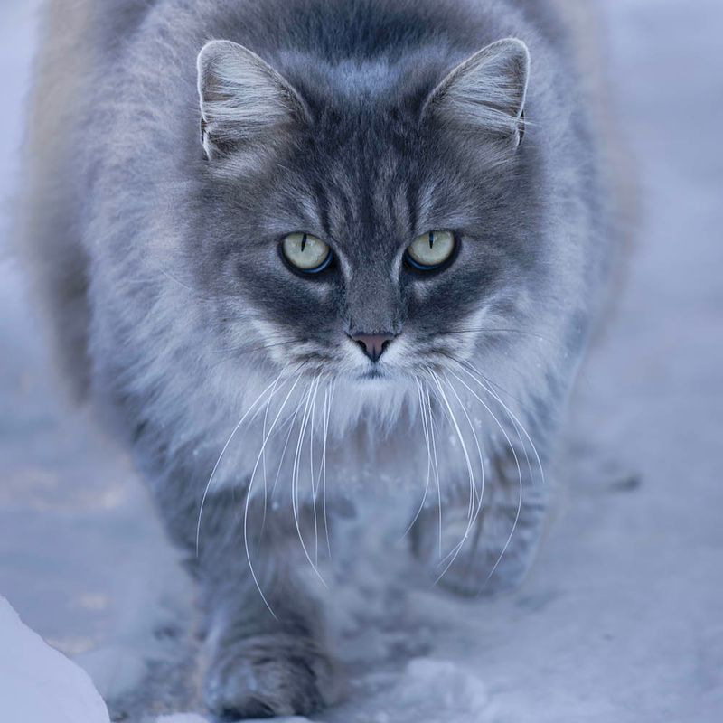 Using Snow As Camouflage