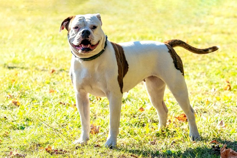Impressive Intelligence Makes Training Rewarding