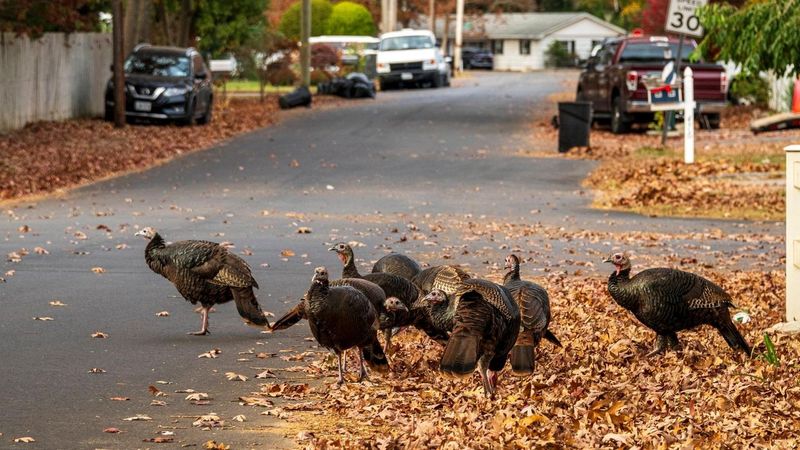 Bold Wild Turkeys