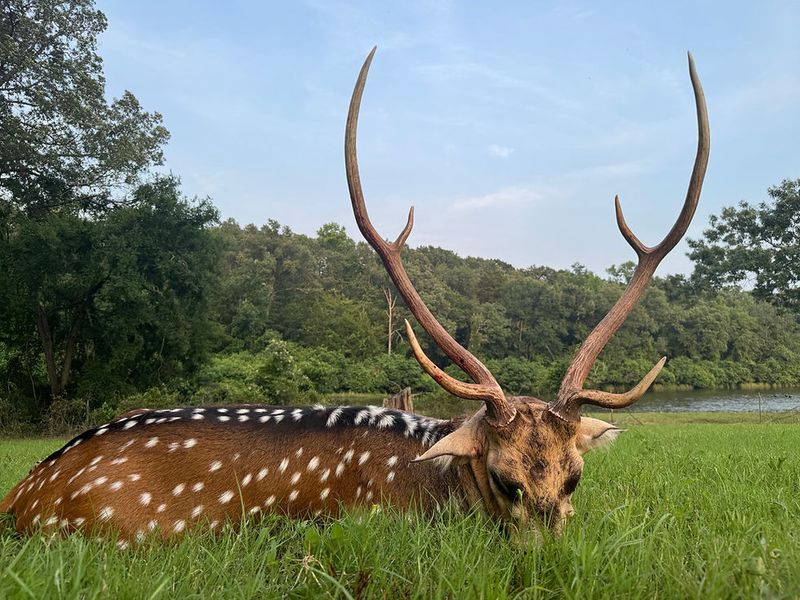 Reduced Hunting Pressures
