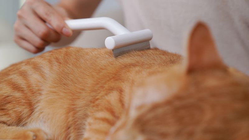 Managing Excessive Shedding