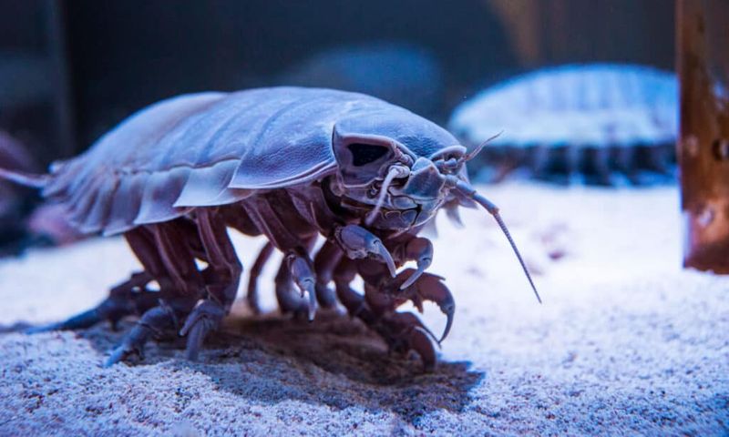 Decreased Need For Fast Reproduction