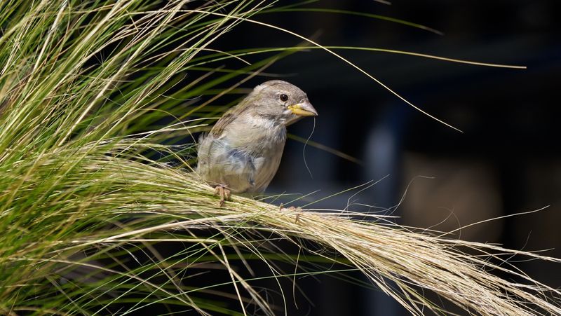 Grow Native Grasses And Sedges