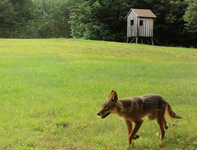 Install Trail Cameras For Monitoring