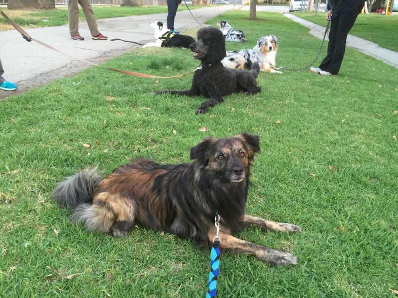 Enroll In Obedience Classes