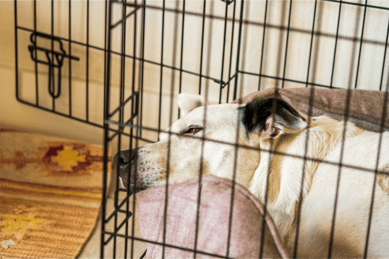 Create A Bark-Free Zone