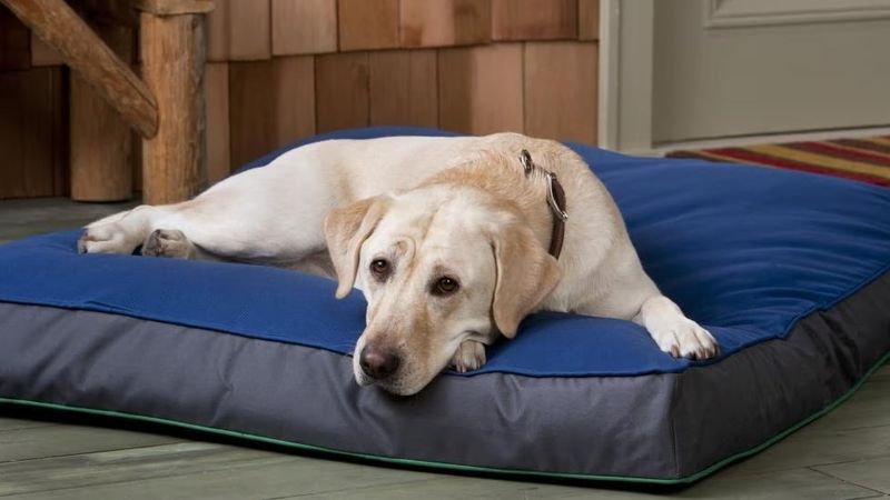 Create Comfortable Resting Spots