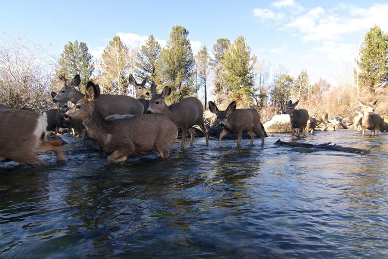 Migrating To Lower Elevations