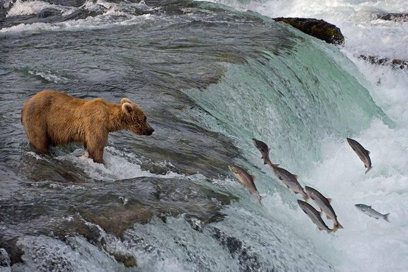 Katmai Coast Leviathan