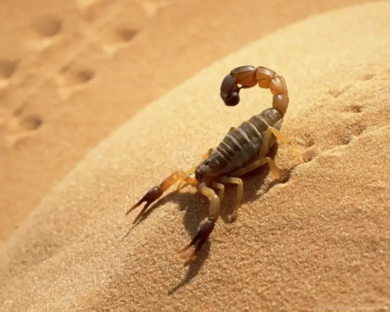 Scorpions