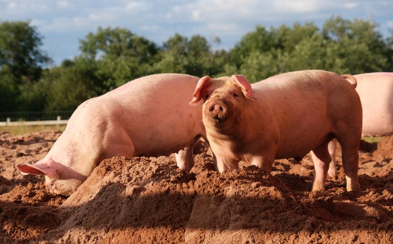 Their Teeth Are Designed For Omnivores