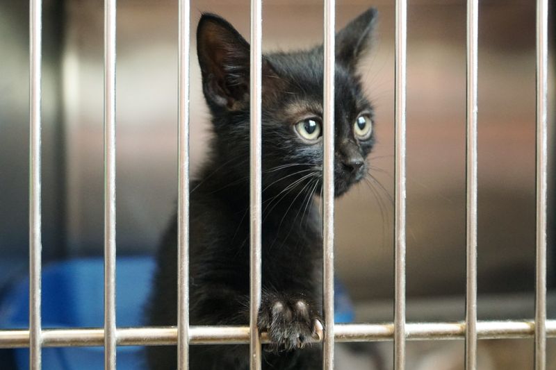 Previous Owner Surrender Creates Stigma