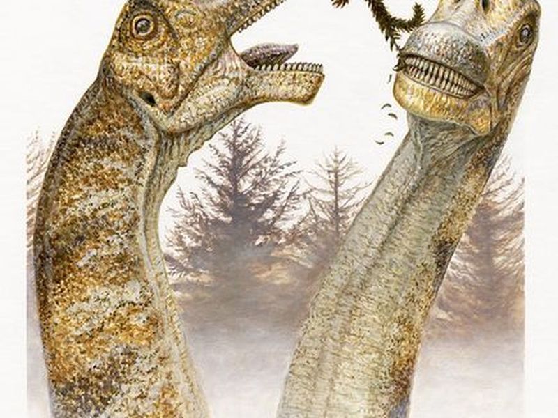 Conifers, Seed Ferns, And Flowering Plants: What Sauropods Ate
