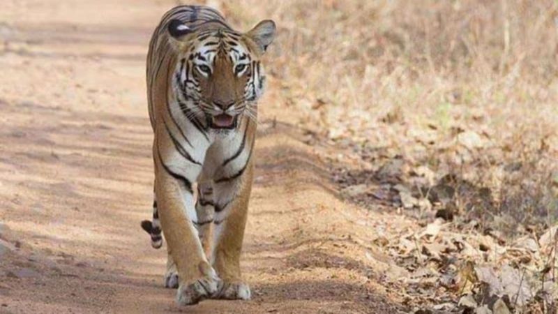 International Big Cat Alliance (IBCA)