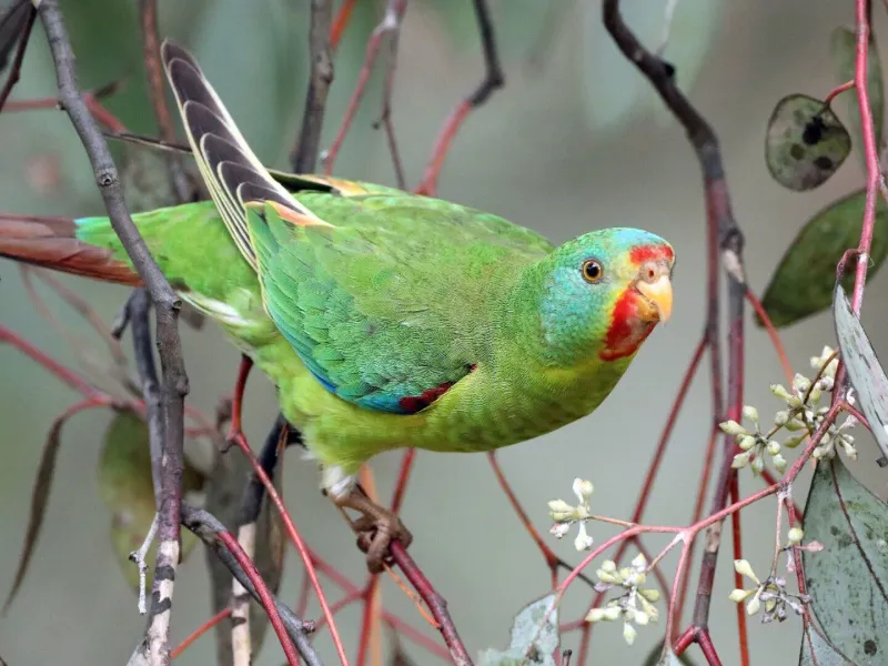 Avoid Nest Disturbance In The Wild