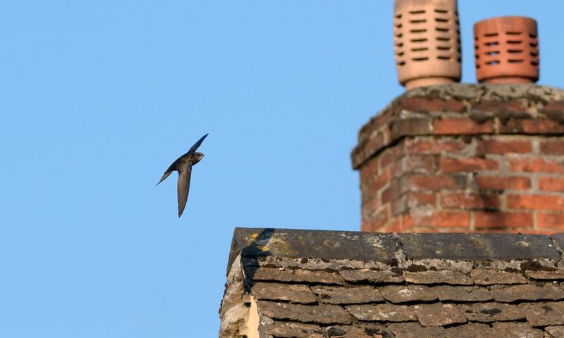 Support Swift Conservation Organizations