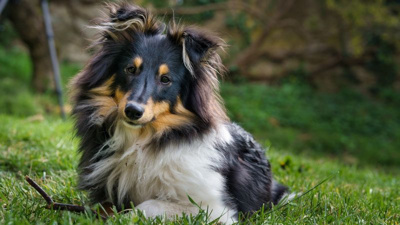 Snuggly Shetland Sheepdogs