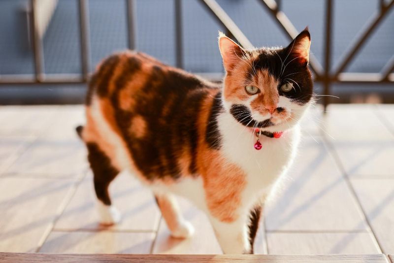 Quirky Calico Personalities