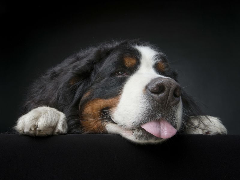 Bernese Mountain Dog