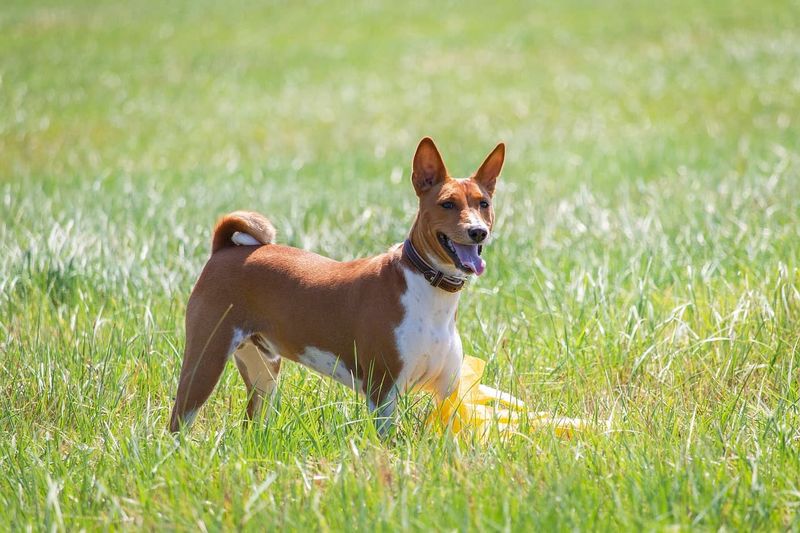 Basenjis: The Barkless Independents
