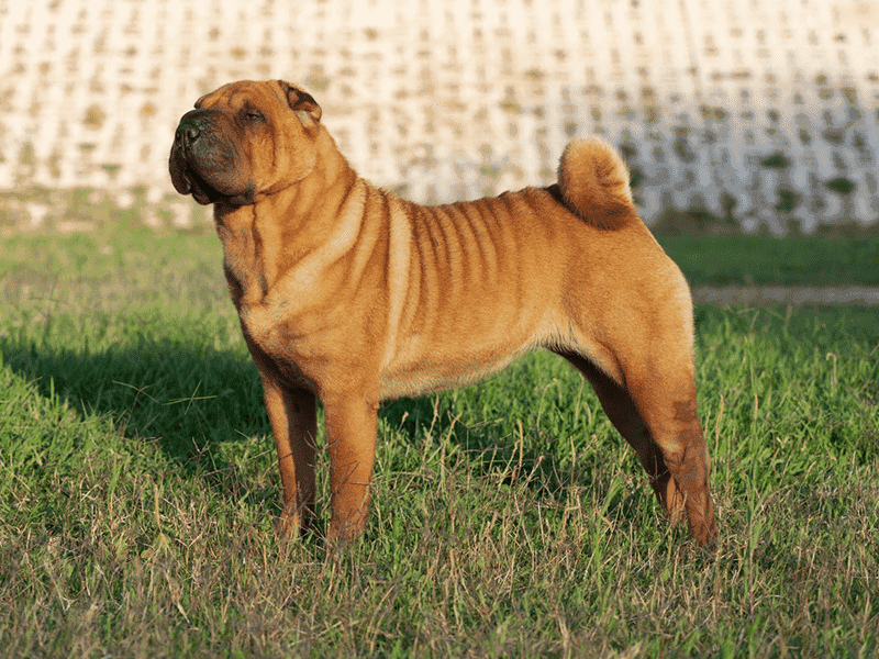 Shar Peis: Wrinkled Individualists