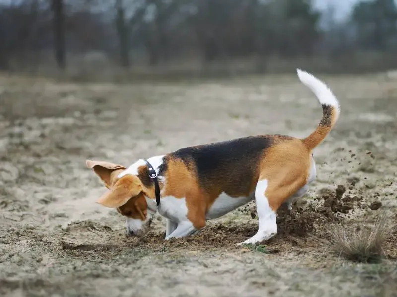 Beagles: Nose-Driven Troublemakers