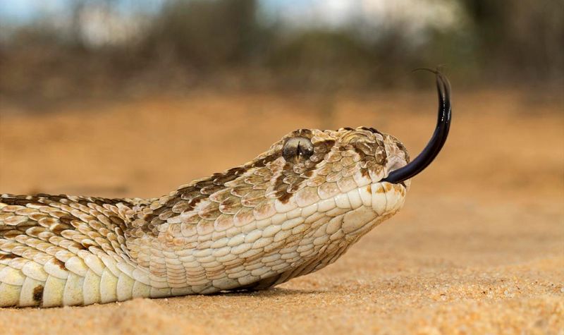 Africa: Puff Adder