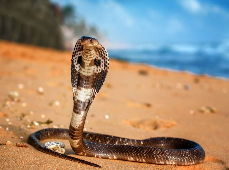Asia: King Cobra