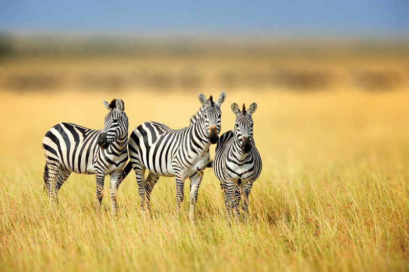 Zebras