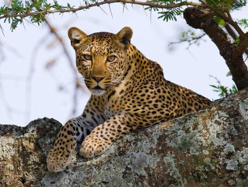 Leopard