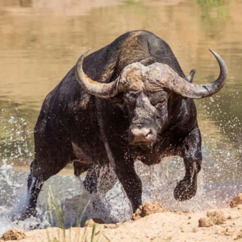 Cape Buffalo