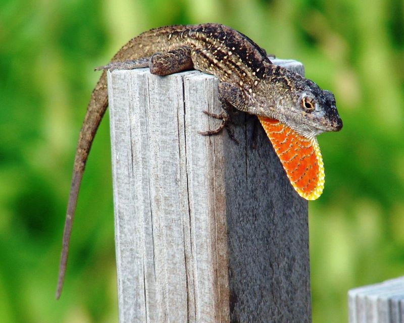 Brown Anole Lizards
