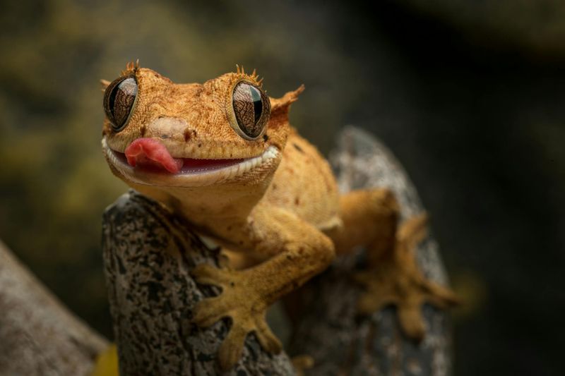 Crested Geckos 