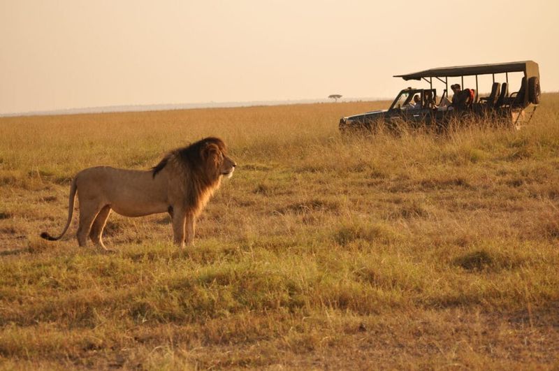 Lion