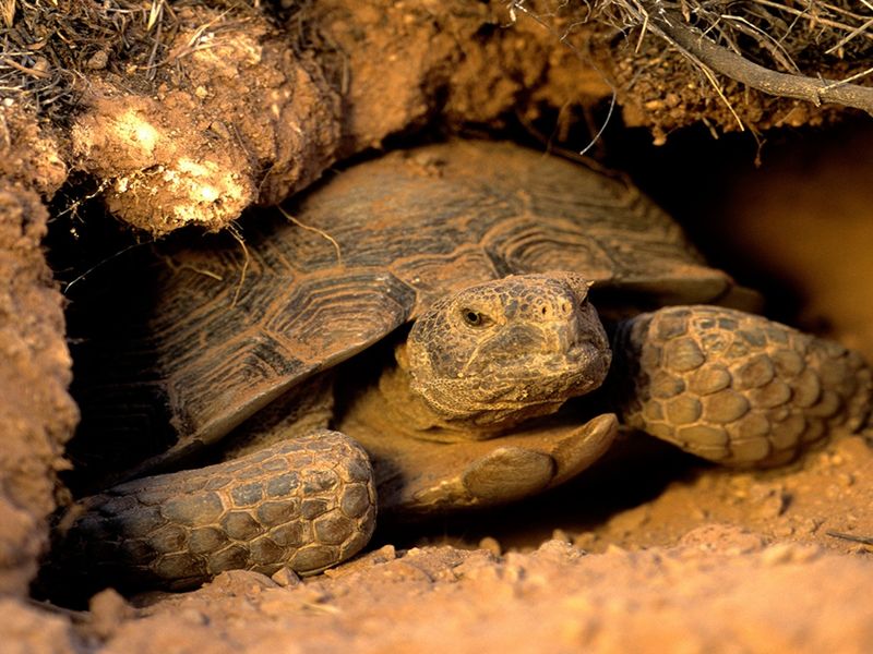 Desert Tortoise