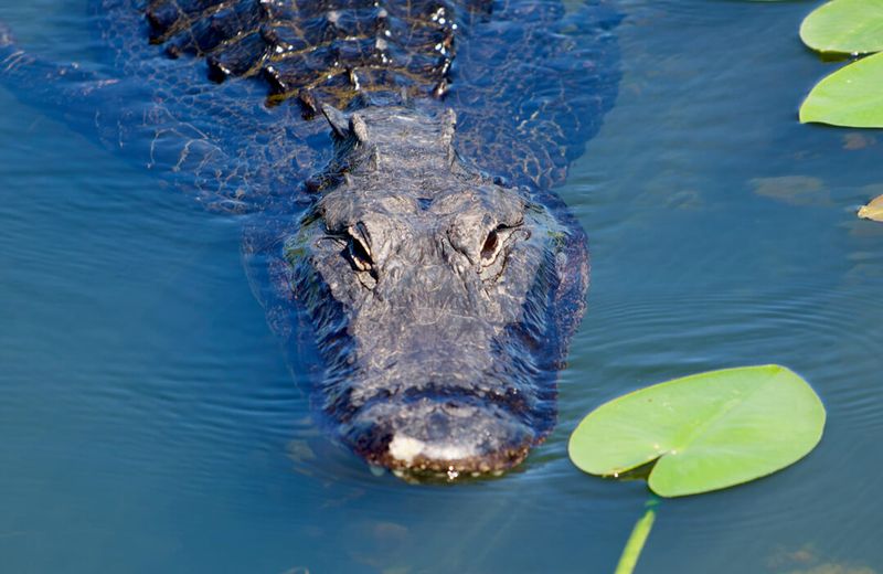 Crocodile