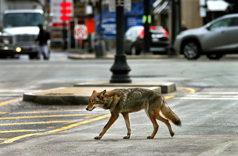 Urban Coyotes Master Human Traffic Patterns