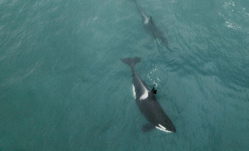 Orcas