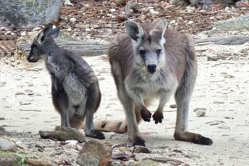 Eastern and Western Grey Kangaroo Hybrids