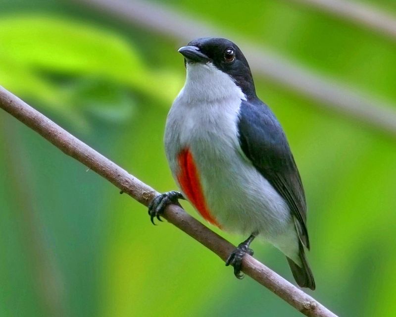 Cebu Flowerpecker – Once Thought Gone Forever