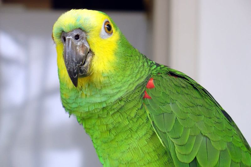Amazon Parrots – Colorful Conversationalists