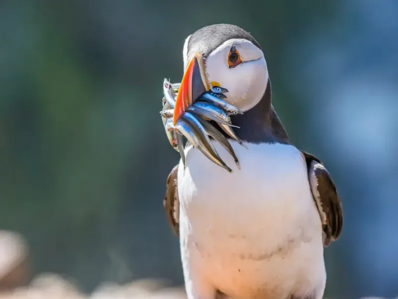 Atlantic Puffin