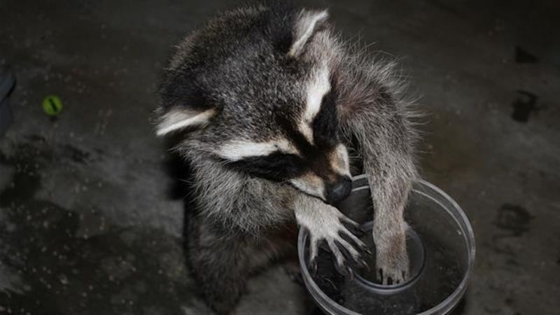 Raccoons: The Masked Masterminds